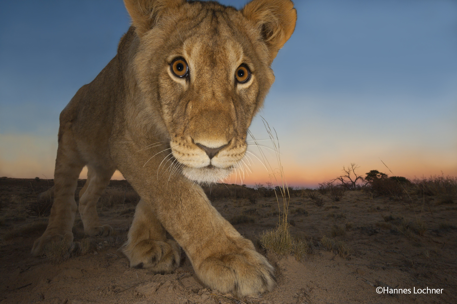 Wildlife Photographer of the Year exhibition opens University of Oxford